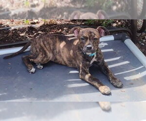 Mutt Dogs for adoption in New London, WI, USA