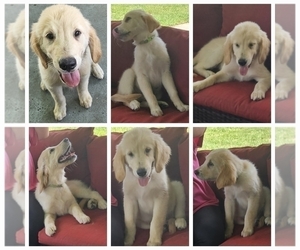 Golden Retriever Puppy for sale in DELAND, FL, USA