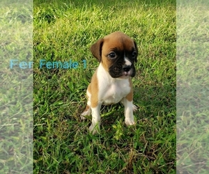 Boxer Puppy for sale in PELZER, SC, USA