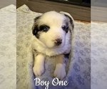 Puppy Boy One Australian Shepherd
