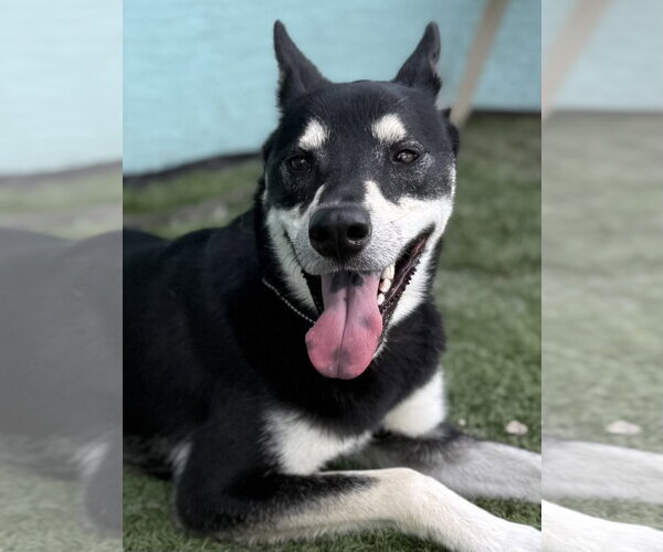 Medium Photo #3 Siberian Husky Puppy For Sale in Lighthouse Point, FL, USA