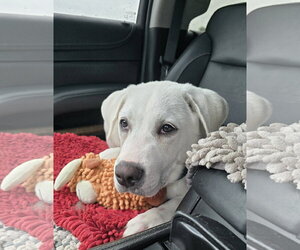 Labrador Retriever-Unknown Mix Dogs for adoption in Columbus, IN, USA