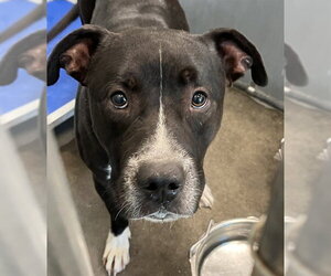American Staffordshire Terrier-Unknown Mix Dogs for adoption in Tavares, FL, USA