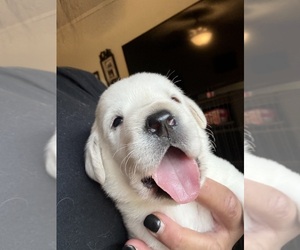 Labrador Retriever Puppy for sale in OSYKA, MS, USA