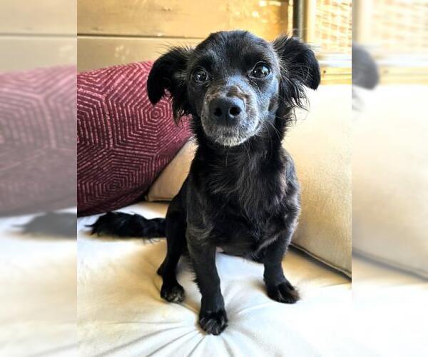 Medium Photo #3 Chihuahua-Unknown Mix Puppy For Sale in Oakley, CA, USA