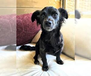 Wilma Flintstone - Female Chihuahua-Unknown Mix Dog for Adoption - Photo #3