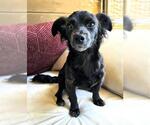 Small #2 Chihuahua Mix