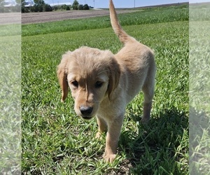 Golden Retriever Puppy for Sale in MORRILL, Kansas USA