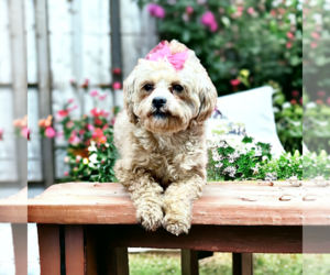 Mother of the ShihPoo puppies born on 05/30/2024