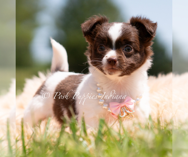 Medium Photo #22 Chihuahua Puppy For Sale in WARSAW, IN, USA
