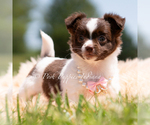 Small #3 Chihuahua