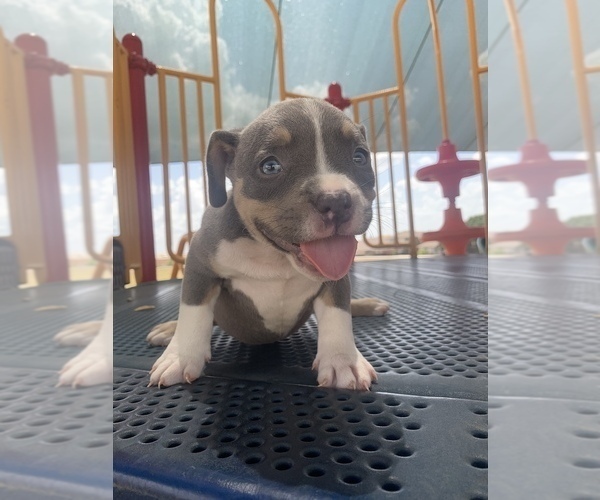 Medium Photo #15 American Bully Puppy For Sale in BURLESON, TX, USA