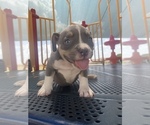 Small Photo #15 American Bully Puppy For Sale in BURLESON, TX, USA