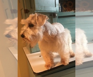 Father of the Schnauzer (Miniature) puppies born on 03/27/2026