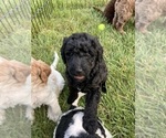 Small Photo #3 Labradoodle Puppy For Sale in MIFFLINBURG, PA, USA