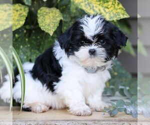 Shih Tzu Puppy for sale in ELIZABETHTOWN, PA, USA