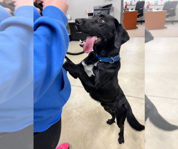 Medium Photo #2 Borador Puppy For Sale in Pierceton , IN, USA