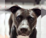 Small #21 American Staffordshire Terrier Mix