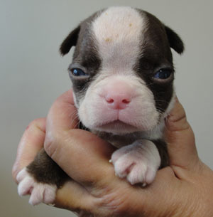 Medium Photo #1 Boston Terrier Puppy For Sale in MULINO, OR, USA
