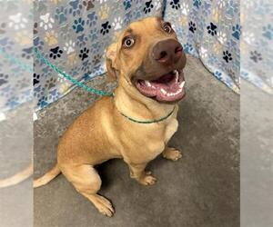 Labrador Retriever-Rhodesian Ridgeback Mix Dogs for adoption in Rosenberg, TX, USA
