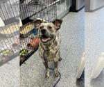Small #1 American Staffordshire Terrier-Border Collie Mix