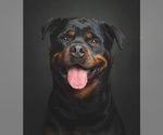 Small #20 Rottweiler