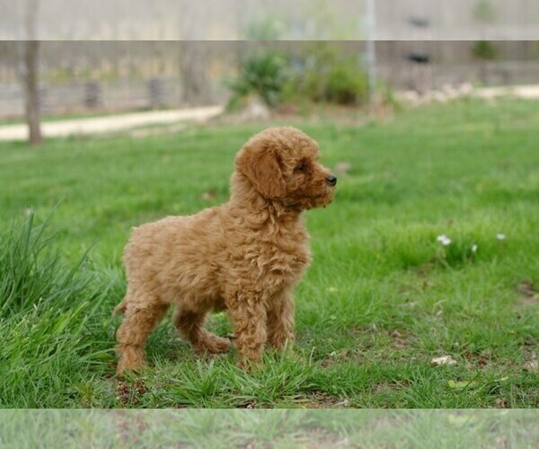 Medium Photo #3 Cock-A-Poo-Poodle (Miniature) Mix Puppy For Sale in SALEM, MO, USA