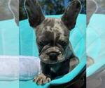 Small #24 French Bulldog