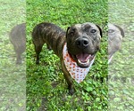 Small #5 American Pit Bull Terrier Mix