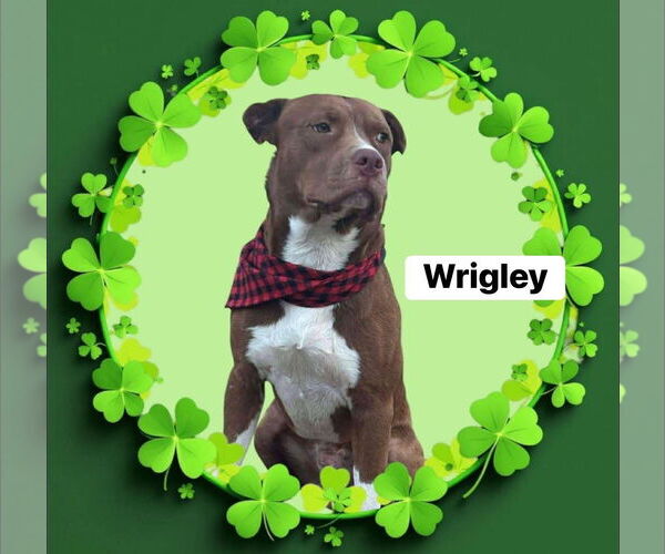 Medium Photo #4 Labrador Retriever-Unknown Mix Puppy For Sale in Alexander, AR, USA