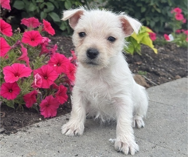 Medium Photo #3 West Highland White Terrier Puppy For Sale in CANOGA, NY, USA