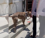 Small #2 Staffordshire Bull Terrier Mix
