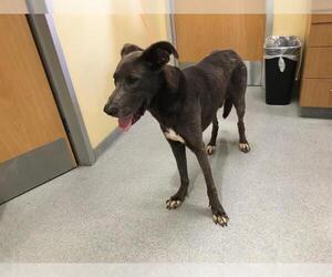 Great Dane-Unknown Mix Dogs for adoption in Orange, CA, USA
