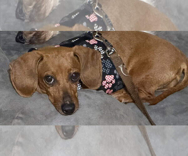 Medium Photo #2 Dachshund Puppy For Sale in Sioux Falls, SD, USA