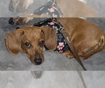 Small #1 Dachshund
