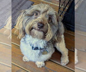 Havanese Dogs for adoption in Ellijay, GA, USA