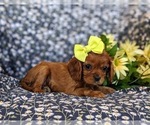 Small #3 Cavalier King Charles Spaniel