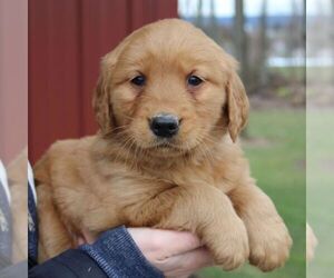 Golden Retriever Puppy for sale in EAST EARL, PA, USA