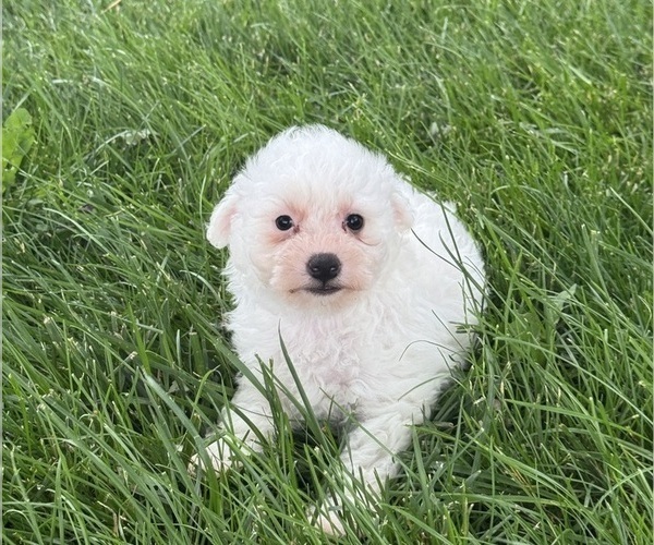 Medium Photo #5 Bichpoo Puppy For Sale in CANOGA, NY, USA