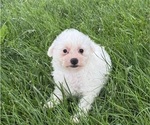 Small #4 Bichpoo