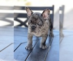 Image preview for Ad Listing. Nickname: Litter of 3
