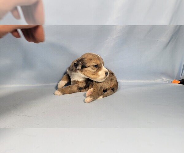 Medium Photo #58 Bernedoodle (Miniature) Puppy For Sale in BLACK FOREST, CO, USA