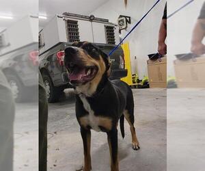 Doberman Pinscher-Unknown Mix Dogs for adoption in Temple, TX, USA