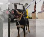Small Doberman Pinscher Mix