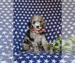 Cavapoo Puppy for sale in STEWARTSTOWN, PA, USA