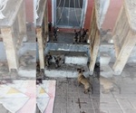Small #2 Belgian Malinois