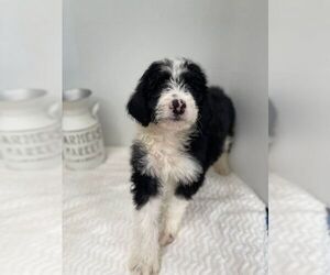 Sheepadoodle Puppy for sale in GREENEVILLE, TN, USA