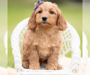 Medium Goldendoodle (Miniature)
