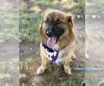 Small #5 Australian Shepherd-Chow Chow Mix