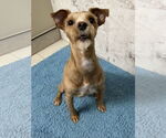 Small #5 Poodle (Miniature) Mix